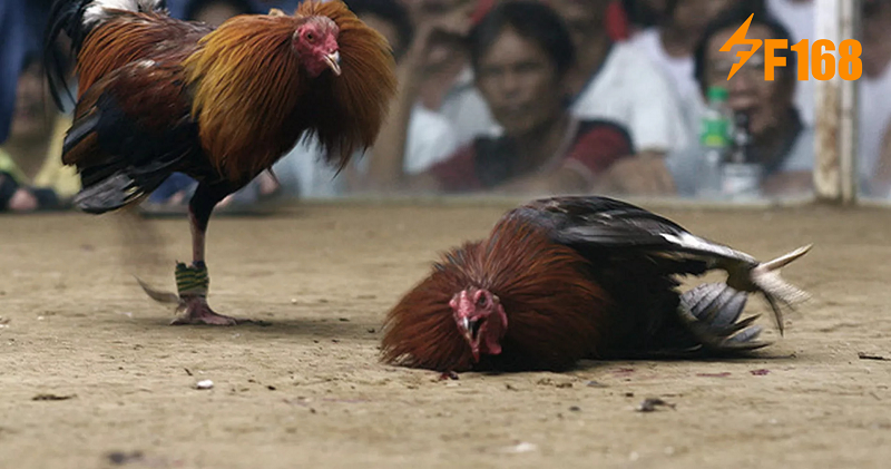 การฝึกซ้อมและการดูแลไก่ชน