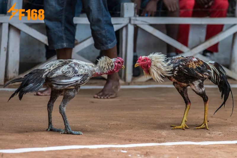 ประวัติและความเป็นมาของไก่ชน