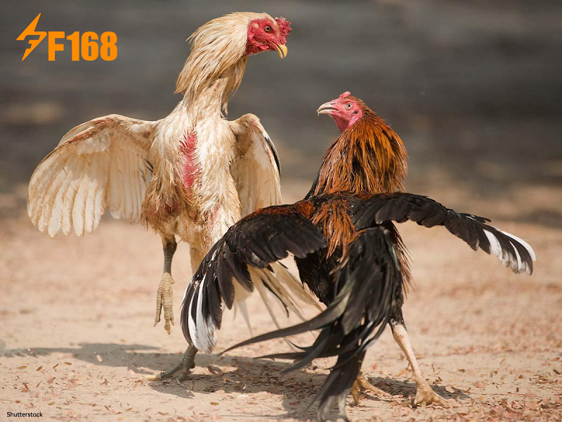 เทคนิคและกลยุทธ์การเล่นไก่ชน