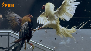 ไก่ชน – ศิลปะการต่อสู้และการเดิมพันพื้นบ้านของไทย