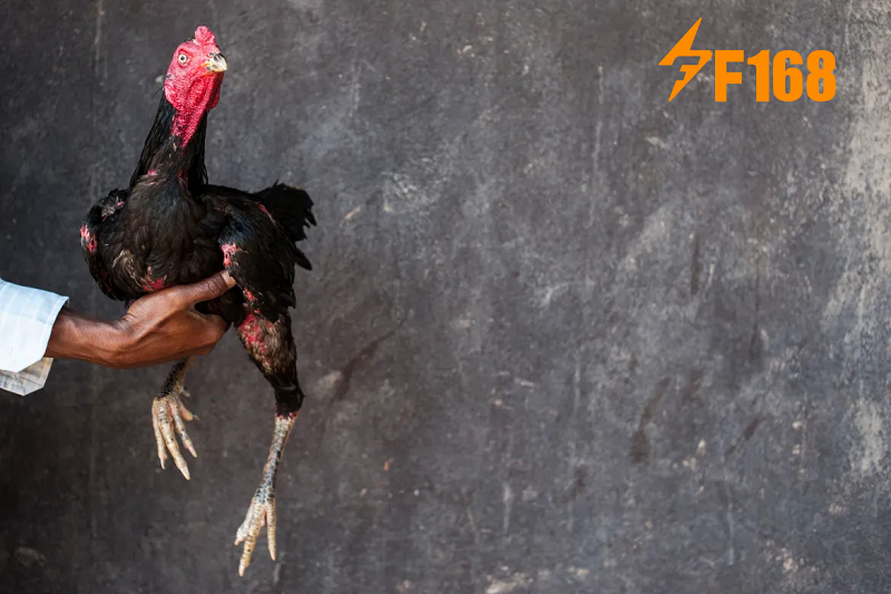 ไก่ชนในยุคดิจิทัล